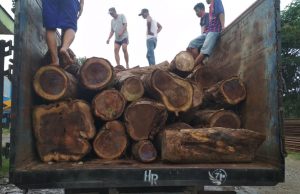 KSKP Panjang Gagalkan Penyelundupan Sonokeling