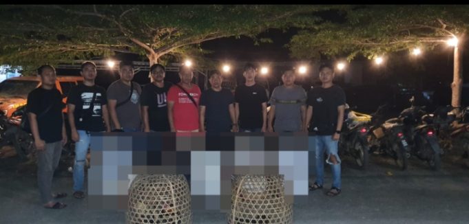 Polres Way Kanan Gerebek Judi Sabung Ayam di Baradatu