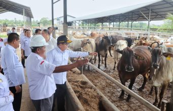 Pj. Gubernur Lampung Tinjau Peternakan Sapi Terintegrasi di Lampung Utara untuk Perkuat Ketahanan Pangan