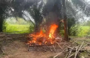 Bravo, Polisi Bongkar Gubuk Pesta Narkoba di Lampung Tengah, Tersangka Kabur Lewat Sungai