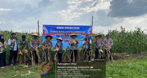 Kapolres Hadiri Panen Raya Jagung di Way Tuba, Dukung Ketahanan Pangan Nasional